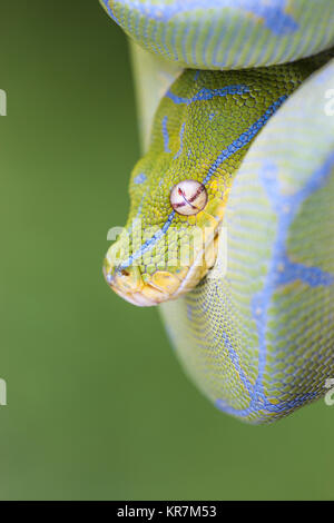 Green Tree Python (Morelia viridis) appesi sul ramo in attesa di prede. Foto Stock