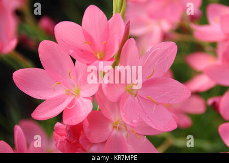 Schizostylis coccinea 'Sunrise', chiamato anche Hesperantha coccinea 'Sunrise', un salmone piante erbacee perenni, fioritura in un giardino inglese confine Foto Stock