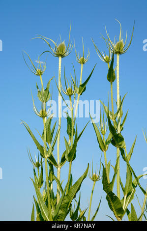 Le teste dei fiori, cardo, Silybum marianum, aka Milkthistle, beata Milkthistle, cardo mariano, Maria Thistle, Saint Mary's Thistle, Scotch Thistle Foto Stock