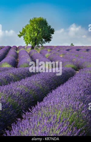 Righe di lavanda lungo l'altopiano di Valensole, Alpes-de-Haute-Provence, Provenza Francia Foto Stock