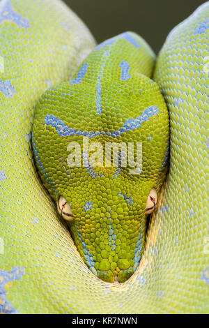 Green Tree Python (Morelia viridis) appesi sul ramo in attesa di prede. Sembra essere peaking dalla protezione delle sue spire. Foto Stock