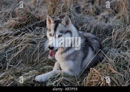 Siberian Husky cane lupo in erba congelata, Scozia Foto Stock