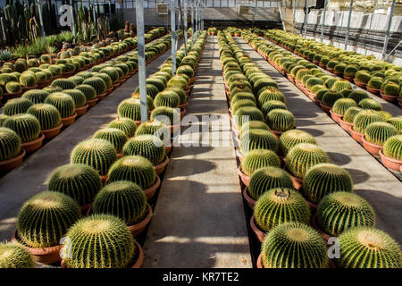 La piantagione di cactus in vivaio, Echinocactus grusonii Foto Stock