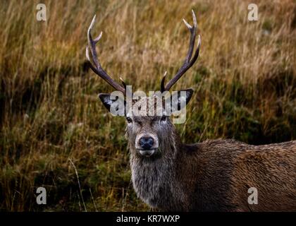 Glen Etive Deer Foto Stock