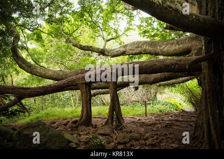 Incredibile albero sul sentiero Pipiwai in Haleakalā National Park, Maui, Hawaii Foto Stock