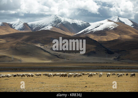 Imbrancandosi pecore sull'altopiano del Tibet Foto Stock