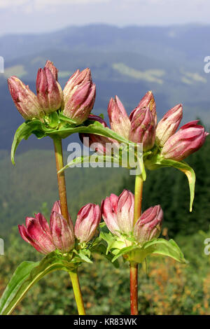 Genziane ungherese Foto Stock