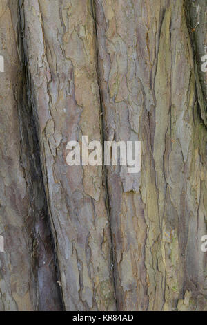 Europäische Eibe, Eibe, Eibenbaum, Rinde, Borke, Stamm, Baumstamm, Taxus baccata, Europeo yew, comune yew yew, corteccia, cotenna, tronco, stelo, l'Se commun, Foto Stock
