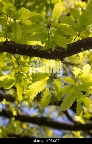 Libanon-Eiche, Libanoneiche, Quercus libani, Quercus vesca, Libano quercia, Le Chêne du Liban Foto Stock
