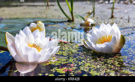 White Water Lilies in un stagno Foto Stock