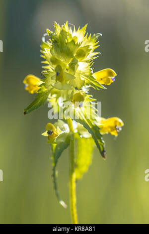 Maggiore giallo-battito (Rhinanthus angustifolius) torna acceso sulla giornata di sole Foto Stock