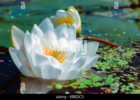 White Ninfee in uno stagno Closeup Foto Stock