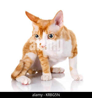 Orange devon rex gatto con grandi orecchie su sfondo bianco Foto Stock