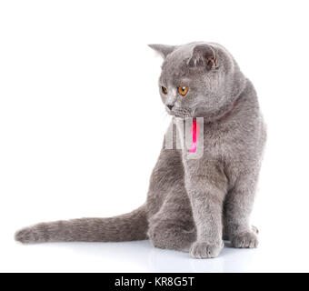 Grigio Scottish Fold gatto con il nastro rosa seduto sul bianco, guardare in basso Foto Stock