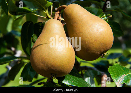 Pera, Pear Tree Foto Stock