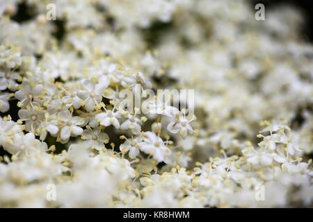 Il sambuco Sambucus nigra, Close up di bianco fiori colorati crescente all'aperto. Foto Stock