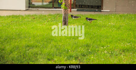 Bird - Variabile (Oystercatcher Haematopus unicolor J.R. Forster) è un tozzo familiare uccello costiero con una lunga, arancio brillante bill, trovate intorno molto Foto Stock