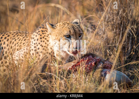 Ghepardo di mangiare da una carcassa Reedbuck nel Parco di Kruger. Foto Stock