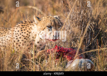 Ghepardo di mangiare da una carcassa Reedbuck nel Parco di Kruger. Foto Stock