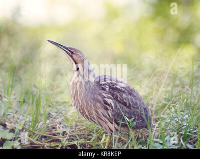 American Tarabuso (Botaurus lentiginosus) caccia Foto Stock