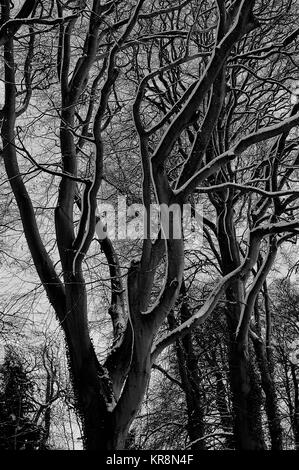 Inverno faggio con rami innevati, Gloucestershire, Inghilterra Foto Stock