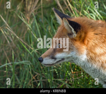 Red Fox profilo Foto Stock