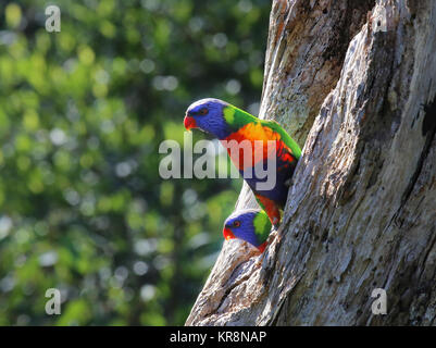 Due Rainbow parrocchetti (Trichoglossus moluccanus) con le loro teste sporgenti di albero morto foro tronco. Foto Stock