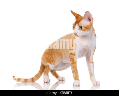 Orange devon rex gatto con le orecchie grandi che cercano riposo su sfondo bianco Foto Stock