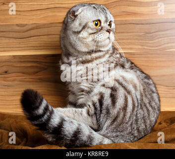 Strisce bicolore gatto con gli occhi gialli Scottish Fold Foto Stock