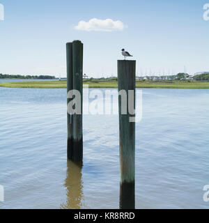 Stati Uniti d'America, North Carolina, Southport, uccello seduto sul palo di legno Foto Stock