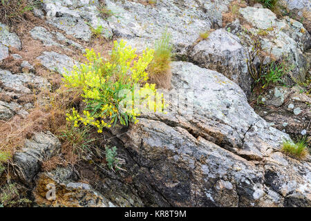 L'Ucraina, regione di Dnepropetrovsk, Dnepropetrovsk distretto, Voloske, rocce ricoperta da mucchi di piante Foto Stock