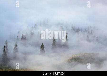 Ucraina, regione Zakarpattia, Rakhiv distretto, Carpazi, Chornohora, mountain Petros Foto Stock