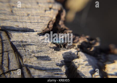 Rubino - tailed wasp Foto Stock