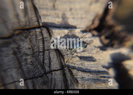 Rubino - tailed wasp Foto Stock