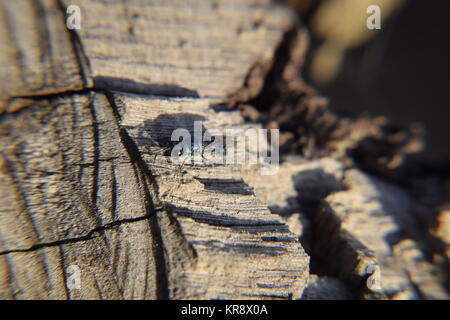 Rubino - tailed wasp Foto Stock