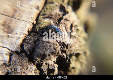 Rubino - tailed wasp Foto Stock