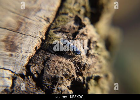 Rubino - tailed wasp Foto Stock