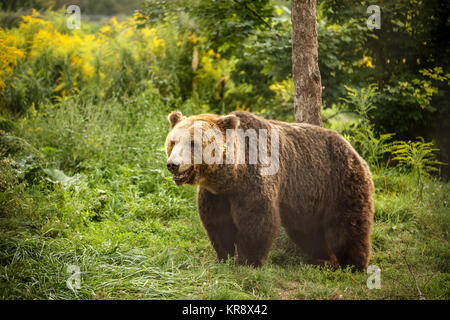 Unione orso bruno Foto Stock