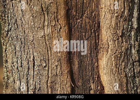 Tronco di albero Closeup Foto Stock