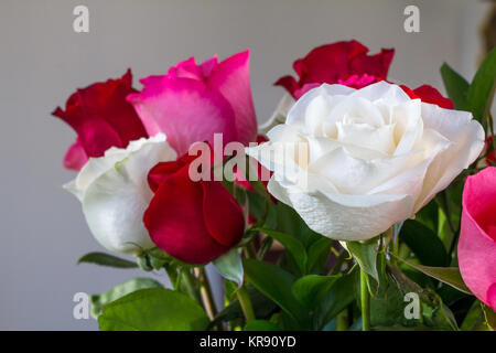 Profondità di campo, sottolinea la rosa bianca in corrispondenza della parte anteriore del bouquet di rosso e rosa rose Foto Stock
