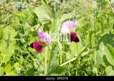 Bellissimi fiori di piselli Foto Stock