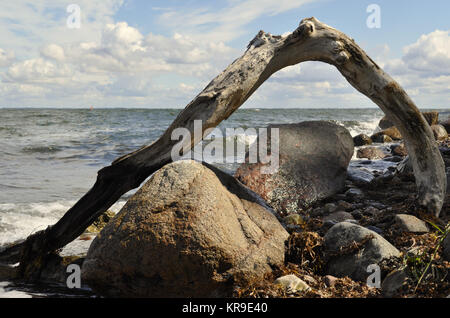 Root e pietra Foto Stock