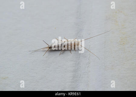 Alimentazione degli insetti su carta - silverfish Foto Stock