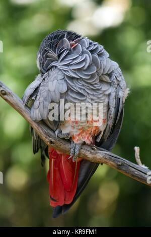 Stanco graupapagei / stanco pappagallo grigio africano Foto Stock