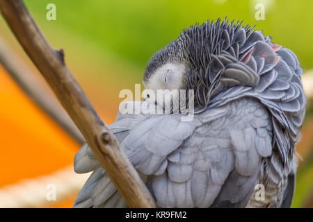 Stanco graupapagei / stanco pappagallo grigio africano Foto Stock