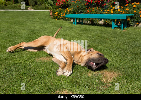 Femmina della Fila brasileiro (brasiliano Mastiff) Foto Stock