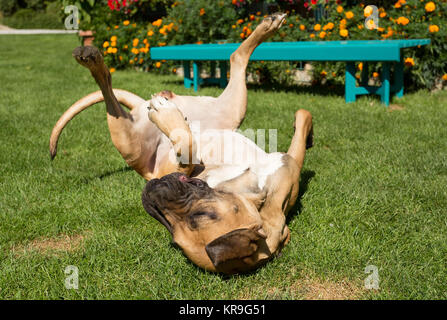 Femmina della Fila brasileiro (brasiliano Mastiff) Foto Stock