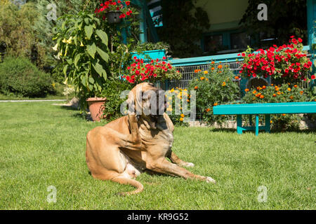 Femmina della Fila brasileiro (brasiliano Mastiff) Foto Stock