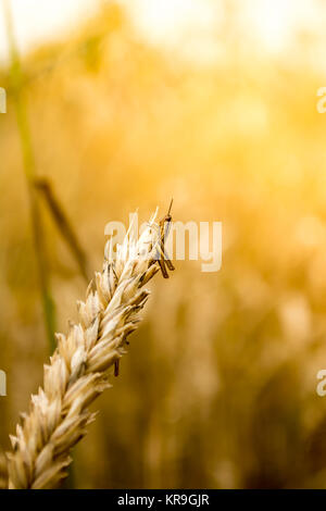 Grasshopper su un orecchio di frumento Foto Stock