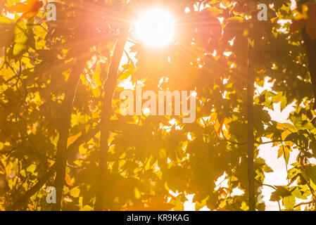 Sole luminoso attraverso foglie di autunno Foto Stock